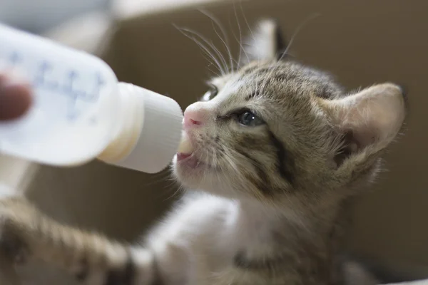 Comer gato — Fotografia de Stock