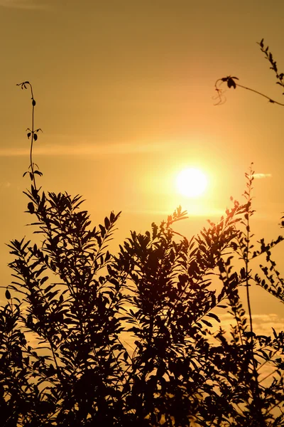 Восход солнца утром — стоковое фото