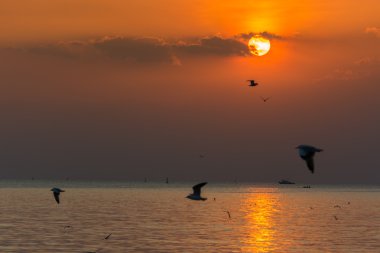 Günbatımı üzerinde deniz ve bir kuş
