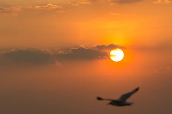 Puesta de sol sobre el mar y aves — Foto de Stock