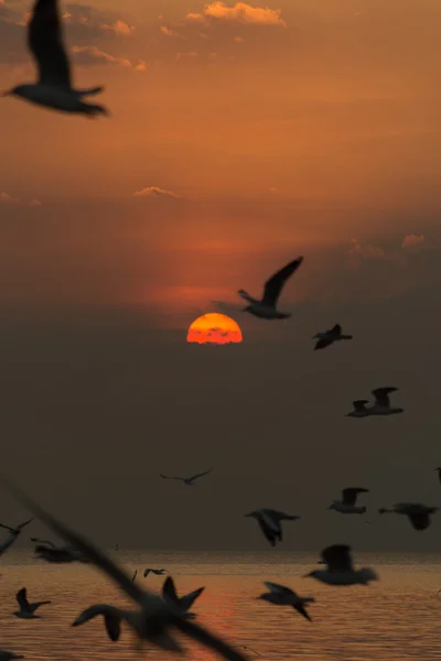 Sunset over the sea and a birds — Stock Photo, Image