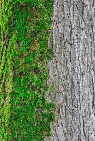 Doğal Pusula Yosun Kaplı Kocaman Bir Ağaç — Stok fotoğraf