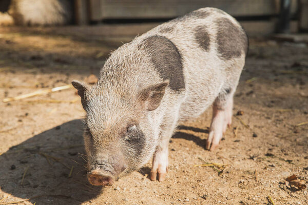 little spotted shaggy pig on the ranch