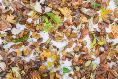 Doğal arka plan. Karda düşen sonbahar yaprakları