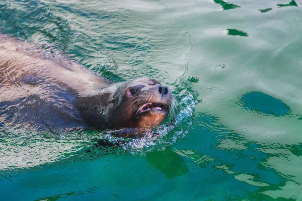 毛皮のシールを水面に浮かべて吸い込み — ストック写真