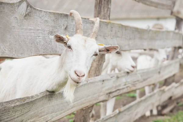 穿着木制畜栏的山羊穿过农场的栏杆窥探 — 图库照片