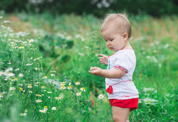 Красива Дитина Білій Сорочці Збирає Квіти Полі — стокове фото