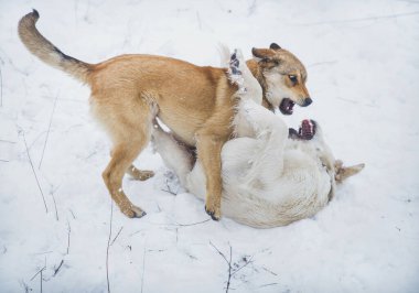 Parktaki karda kavga eden iki köpek.