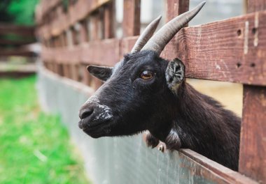 Boynuzlu sevimli kara keçi kafasını çitlere sıkıştırdı.