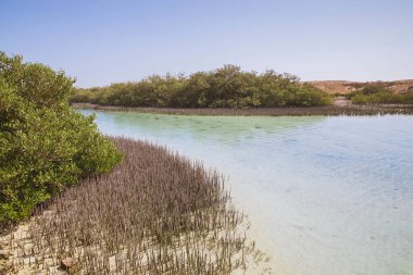 Ras Muhammad Milli Parkı 'ndaki Mangrov ağaçları