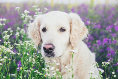Çiçeklerin arasındaki bir tarlada sevimli bir golden retriever