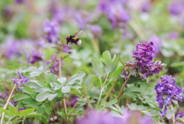 Yabanarısı kır çiçeklerinden polen topluyor. Fotoğraf hareket halinde