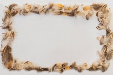 Kuş tüyleri çerçeve içinde serilmiştir. Arkaplan