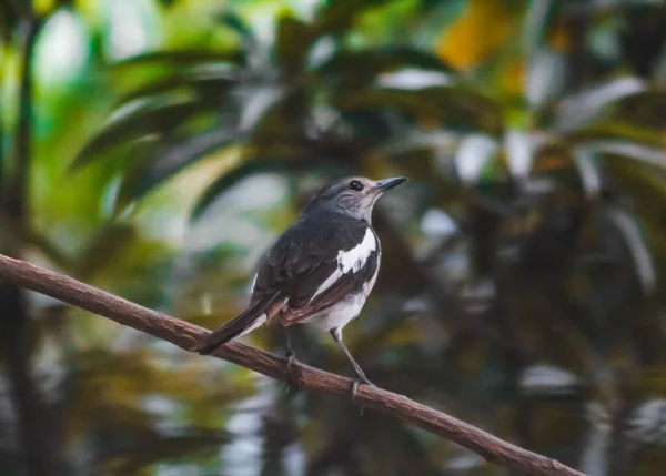 Wagtail Uccello Nazionale Del Bangladesh — Foto Stock