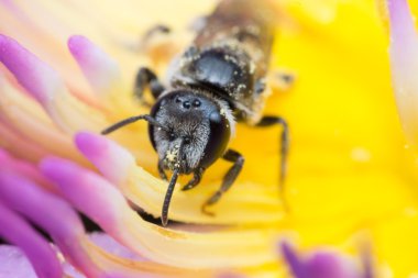 Makro arı böcek odak göz at