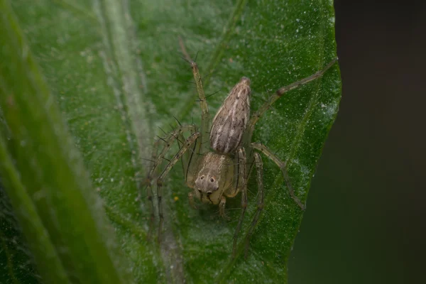 Makro des Spinneninsektenfokus im Auge — Stockfoto