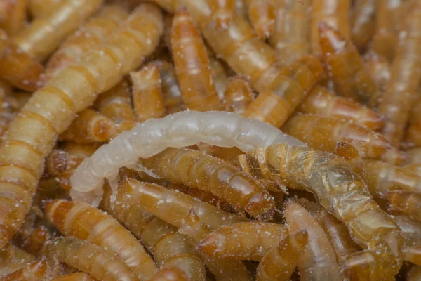 Makro Mealworm na farmě — Stock fotografie