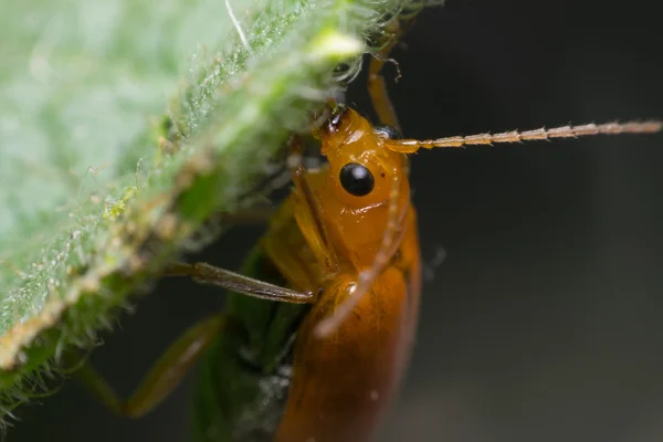 Macro de insecto de color naranja foco a los ojos —  Fotos de Stock