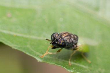 Makro böcek odak göz at