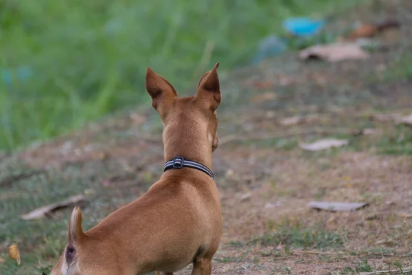 Chihuahua mini kahverengi köpek — Stok fotoğraf