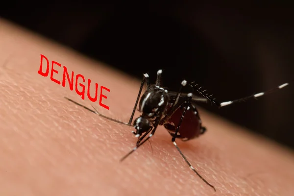 Macro de sangue sugador de mosquitos — Fotografia de Stock