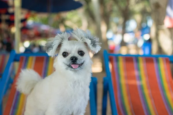 Chien sur chaise — Photo