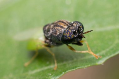 Makro böcek odak göz at