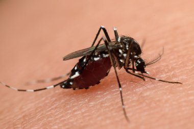 Macro of mosquito sucking blood clipart