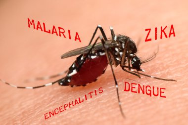 Macro of mosquito sucking blood clipart