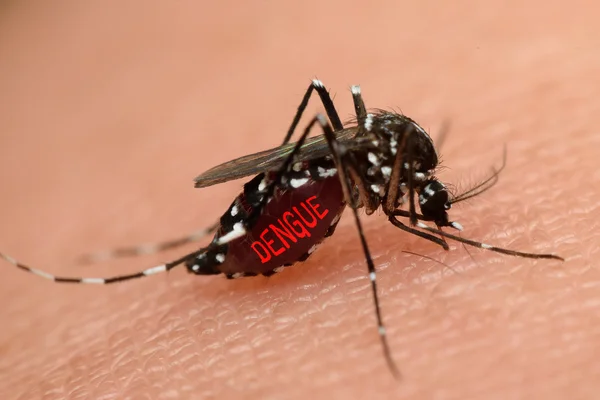 Makro nyamuk mengisap darah — Stok Foto