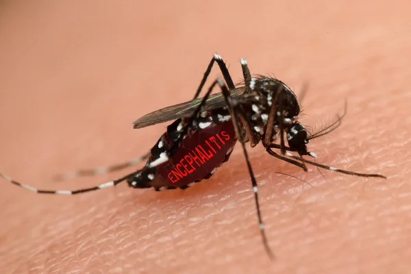 Macro de sangue sugador de mosquitos — Fotografia de Stock