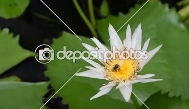 Arı ile Lotus çiçeği