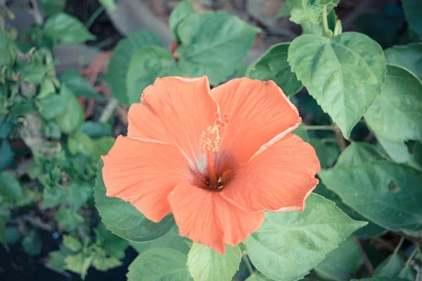 Belle fleur, fleurs naturellement belles dans le jardin — Photo
