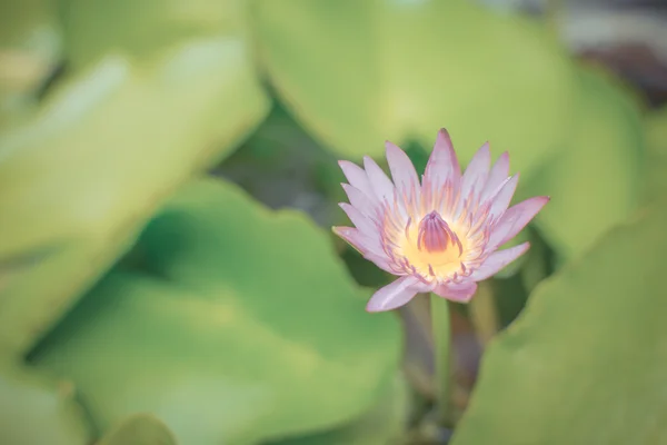 Lotusblume violette Farbe — Stockfoto