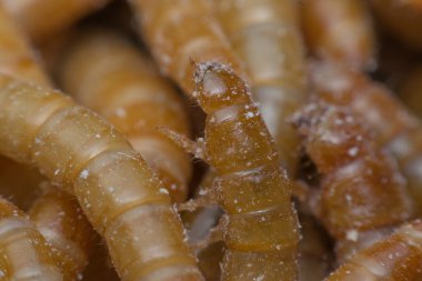 Larvalı bir gruptaki makro