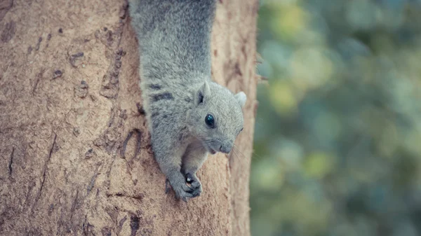 Eichhörnchen hält sich an einem Ast fest — Stockfoto