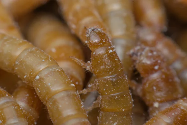 Macro de gusano de la comida en una granja — Foto de Stock
