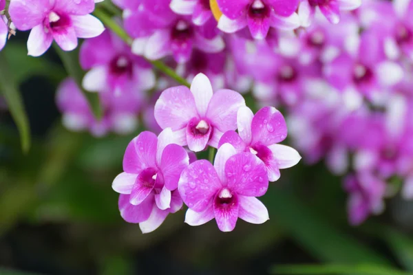 Bela flor de orquídeas roxas — Fotografia de Stock