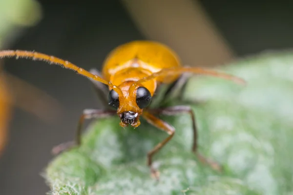 Macro de insecto de color naranja foco a los ojos — Foto de Stock