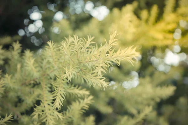 Planta árbol verde —  Fotos de Stock