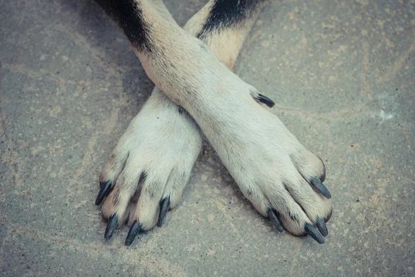 Cruzando as pernas do cão — Fotografia de Stock