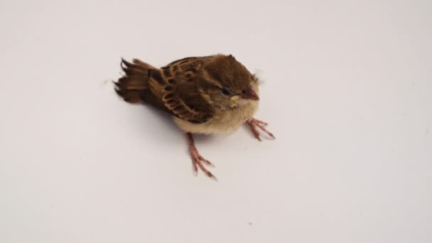 Bird Eurasian Tree Sparrow — Stock Video
