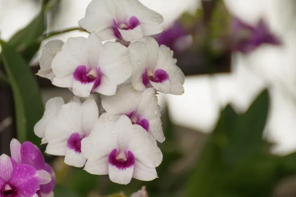 Flor branca roxa bonita das orquídeas — Fotografia de Stock