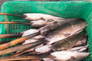 Taze balık Salt-Crusted Grill için