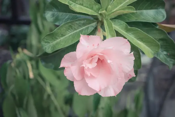 Красивый розовый цветок — стоковое фото