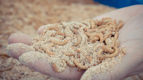 Mealworm in hand — Stock Photo, Image