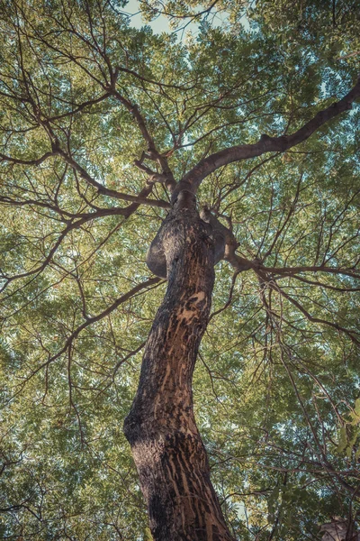 Grand angle de soulèvement des arbres — Photo