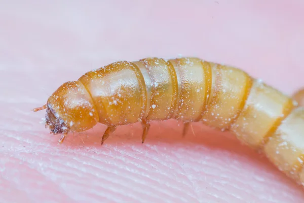 Macro of Mealworm in a farm — Stock Photo, Image