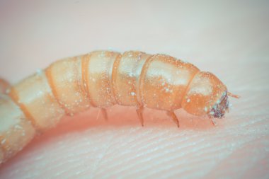 Larvalı bir gruptaki makro