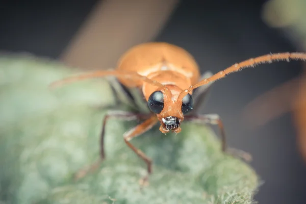 Macro de insecto de color naranja foco a los ojos — Foto de Stock